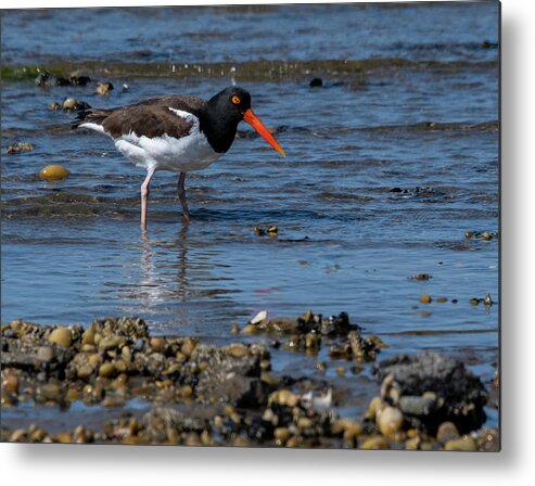 Shore Metal Print featuring the photograph American Oystercatcher by Cathy Kovarik