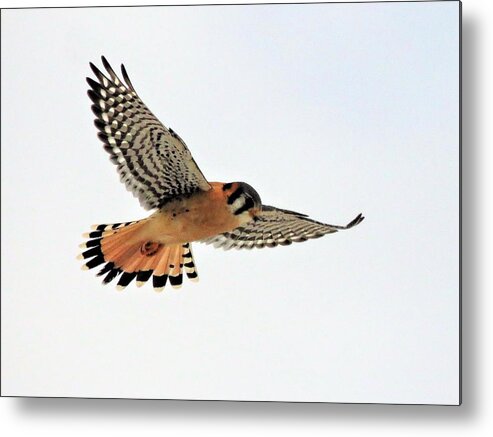 Kestrels Metal Print featuring the photograph An American Kestrel by Lori Frisch