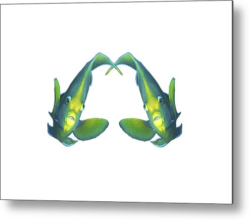 Angelfish Metal Print featuring the mixed media Angelfish - Like twins, so close and intense - Reduced to the MAX - by Ute Niemann