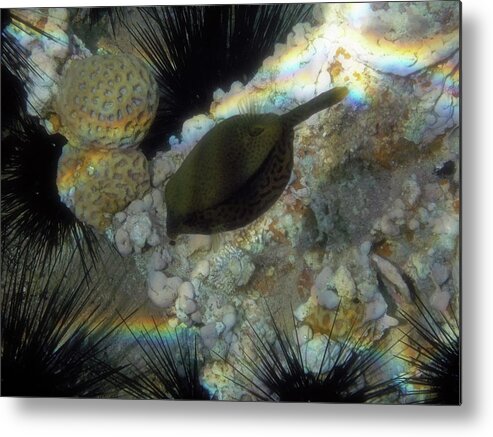 Underwater Metal Print featuring the photograph Arabian Boxfish by Johanna Hurmerinta