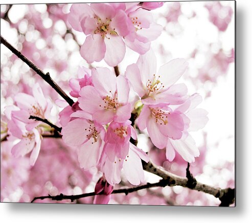 Cherry Blossoms Metal Print featuring the photograph Aspire by Lupen Grainne