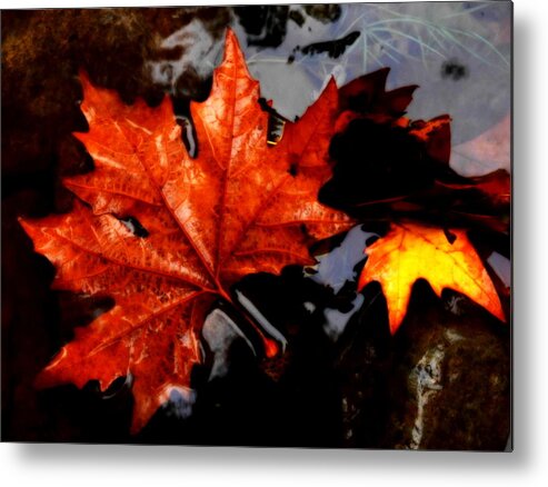Autumn Metal Print featuring the photograph Autumn Leaves in Tumut by Lexa Harpell