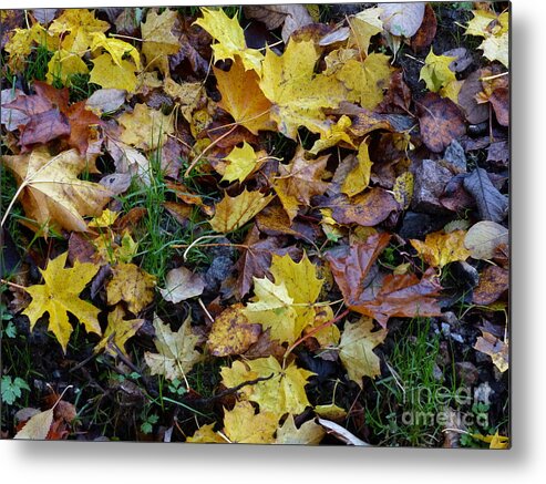 Autumn Metal Print featuring the photograph An Autumn palette by Phil Banks