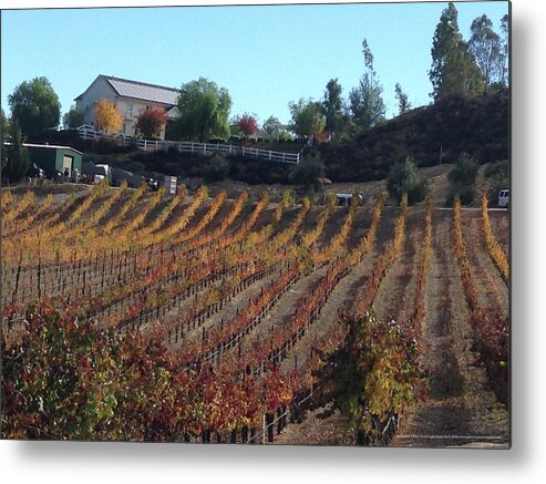 Autumn Metal Print featuring the photograph Autumn Vines Temecula by Roxy Rich