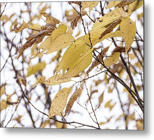 Autumn Yellow Leaves Metal Print featuring the photograph Autumn Yellow Leaves by David Morehead