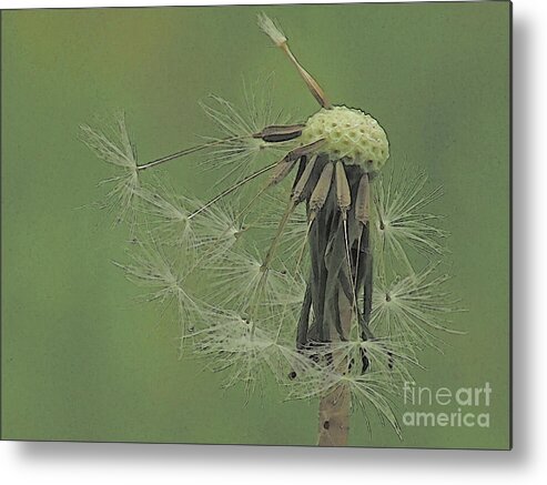 Dandelion Metal Print featuring the photograph Awaiting The Breeze 5 by Kim Tran