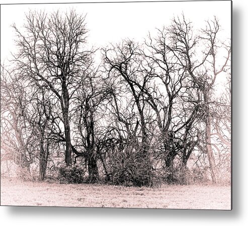 Bare Trees Duo Tone Metal Print featuring the photograph Bare Trees by David Morehead