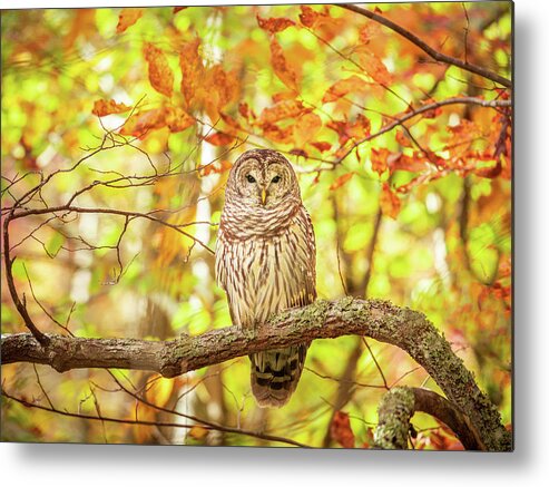 Barred Owl Metal Print featuring the photograph Barred Owl In Autumn Natchez Trace MS by Jordan Hill