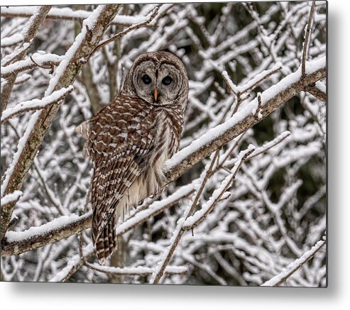 Barred Metal Print featuring the photograph Barred Owl in Snow by Wade Aiken