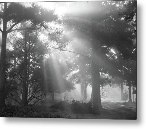 Fine Art Metal Print featuring the photograph Beams Through the Trees by Mike McGlothlen