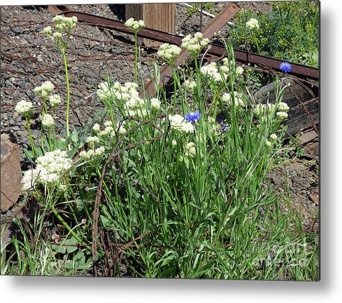 Wild Flowers Metal Print featuring the photograph Beautiful Allium and Cornflower by Charles Robinson