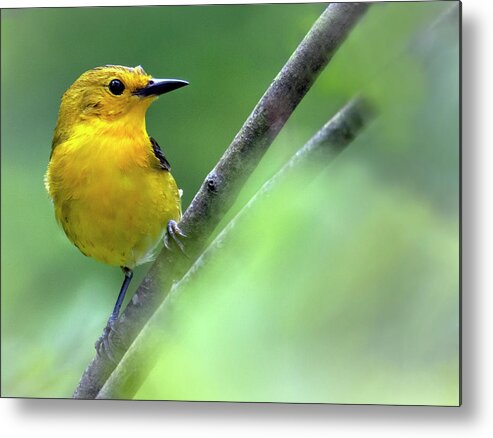 Bird Metal Print featuring the photograph Between the Leaves by Art Cole