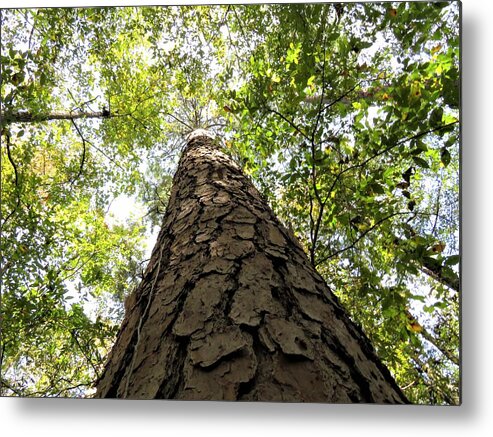 Pine Metal Print featuring the photograph Big Pine Straight Up Stare by Ed Williams