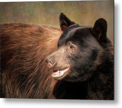 Wildlife Metal Print featuring the photograph Black Bear Profile by Patti Deters