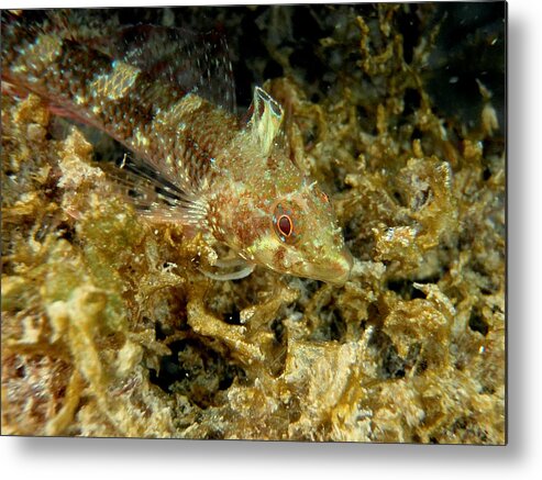 Underwater Metal Print featuring the photograph Black faced blenny by Iñaki Respaldiza