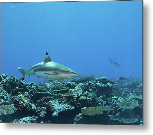 Blacktip Metal Print featuring the photograph Blacktip - Reef shark at coral reef of Yap Island - by Ute Niemann