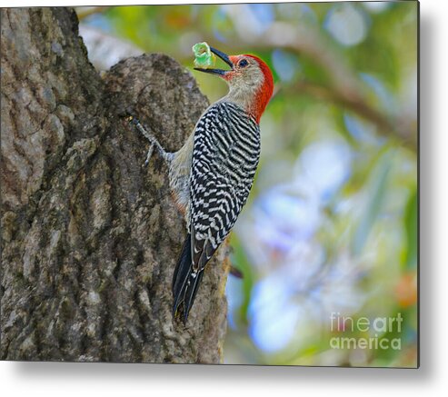 Woodpecker Metal Print featuring the photograph Blissful Capture by Judy Kay