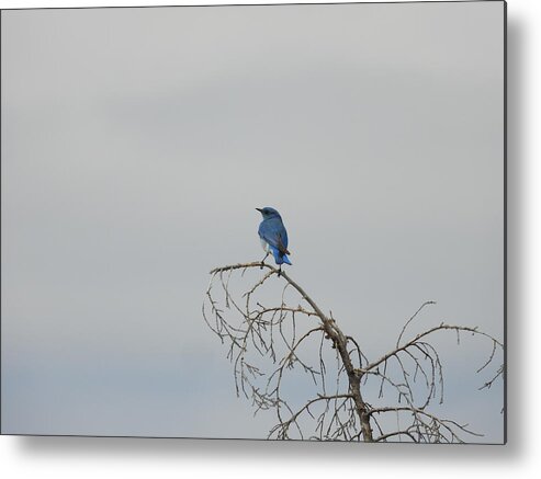 Blue Bird Metal Print featuring the photograph Blue Bird in the Wind 4 by Amanda R Wright