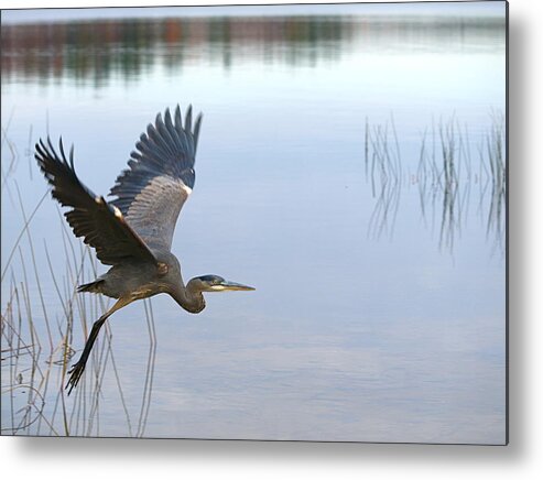 Great Blue Heron Metal Print featuring the photograph Blue Heron 3 by Peter Gray