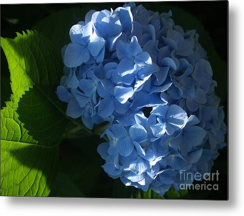 Flower Metal Print featuring the photograph Blue Hydrangea in Sunlight and Shadow by Anna Lisa Yoder