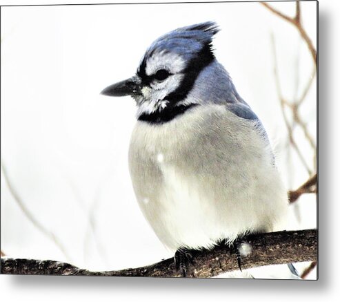 Jays Metal Print featuring the photograph Blue Jay on a Snow Day by Lori Frisch