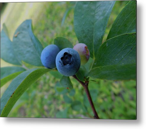 Botanical Metal Print featuring the photograph Blueberries by Carl Moore