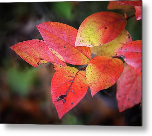 Blueberry Metal Print featuring the photograph Blueberry Embers by Steven Nelson