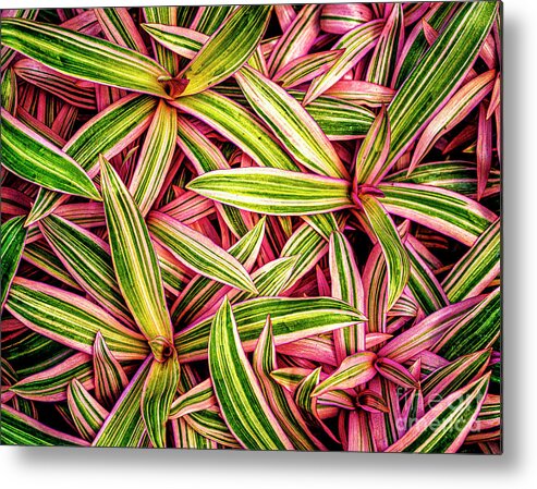 Atlanta Metal Print featuring the photograph Boat Lily by Nick Zelinsky Jr