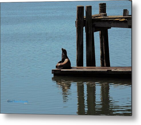 Animal Metal Print featuring the photograph Bodega Bay Seal by Richard Thomas