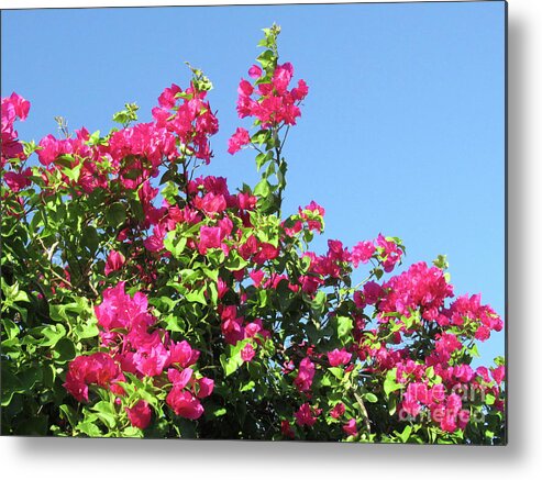 Bougainvillea Metal Print featuring the photograph Bougainvillea 1 by Randall Weidner