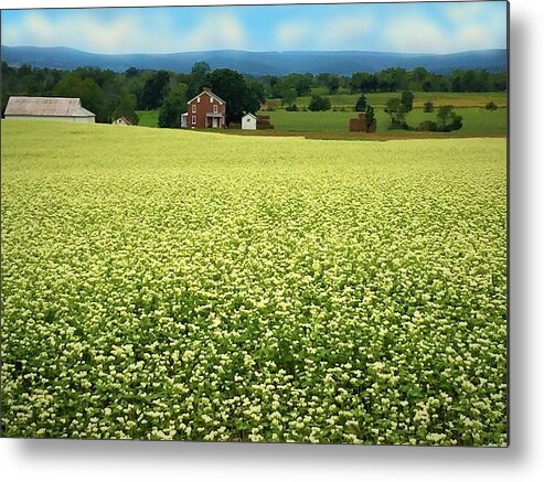 Farm Metal Print featuring the photograph Buckwheat in Bloom in Pennsylvania by Angela Davies