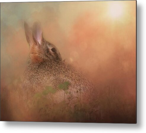 Bunnies Metal Print featuring the photograph Bunny in Evening Sunlight by Marjorie Whitley