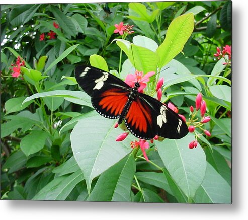 Butterflies Metal Print featuring the photograph Butterfly At Rest by Pour Your heART Out Artworks
