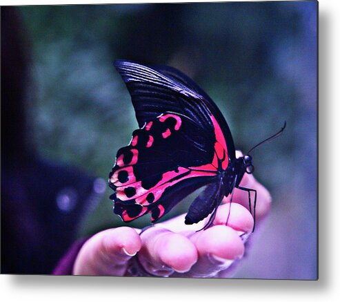 Abstract Metal Print featuring the photograph Butterfly In Hand by David Desautel
