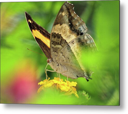 Palawan Metal Print featuring the photograph Butterfly on Yellow Flower by David Desautel