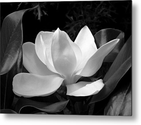 Flower Metal Print featuring the photograph BW Magnolia Closeup in Early Morning Light by Mike McBrayer