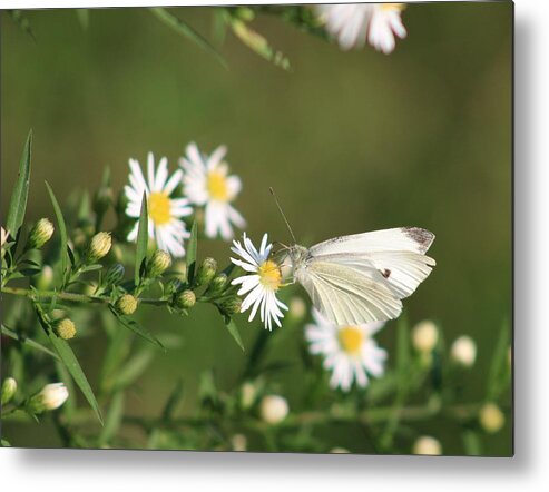 Butterfly Metal Print featuring the photograph Cabbage Butterfly on Wildflowers by Christopher Reed