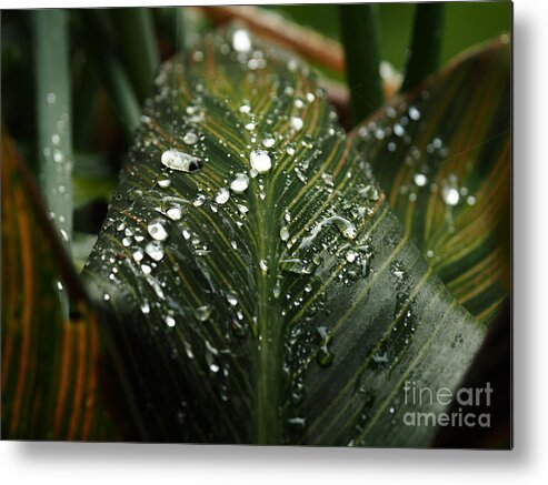 Botanical Metal Print featuring the photograph Canna Lily Water Beads by Richard Thomas