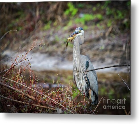 Wildlife Metal Print featuring the photograph Catfishing by DB Hayes
