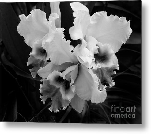 Cattleya Orchid Metal Print featuring the photograph Cattleya Orchid in Black and White by L Bosco