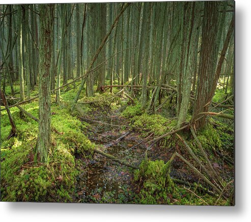 New Jersey Metal Print featuring the photograph Cedar Swamp at Franklin Parker Preserve by Kristia Adams