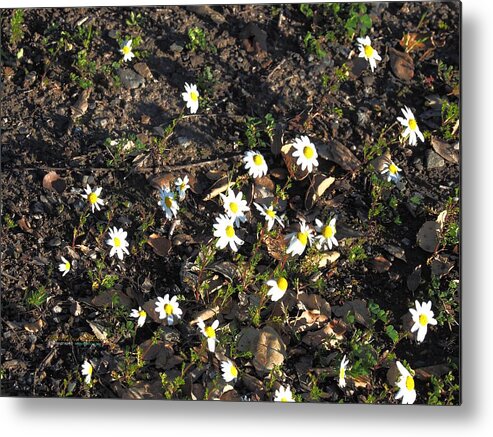 Photo Art Metal Print featuring the photograph Chamomile Group Social by Richard Thomas