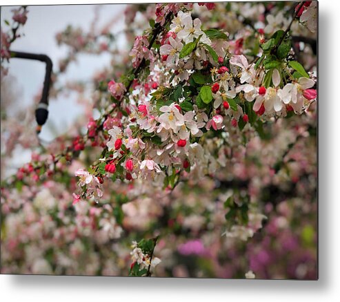 Cherry Flower Blossom Spring Metal Print featuring the photograph Cherry 2 by Gerald Carpenter