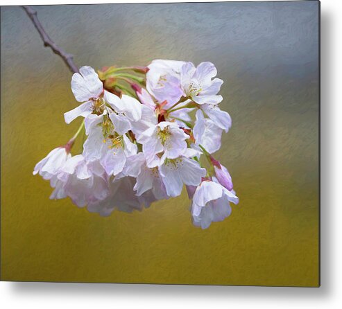 Plant Metal Print featuring the photograph Cherry Blossom Flowers by Art Cole