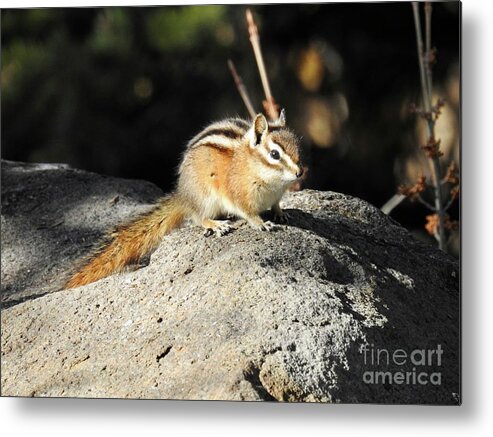 Chipmunk Metal Print featuring the photograph Chipmunk by Nicola Finch