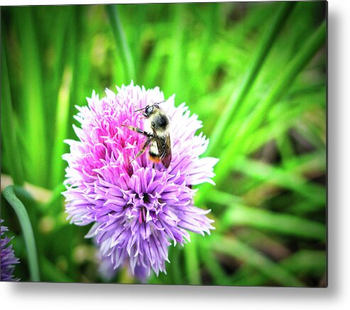 Flora Metal Print featuring the photograph Chive blossom and visitor by Segura Shaw Photography