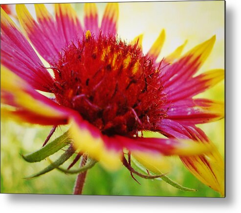 Wildflower Metal Print featuring the photograph Close Up of Indian Blanket Flower by Gaby Ethington