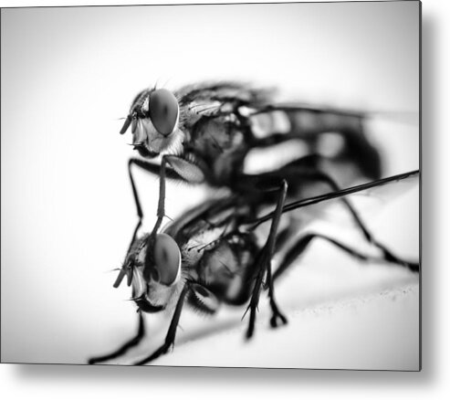 Insect Metal Print featuring the photograph Close-up of two flies by Photolecious photolecious / FOAP