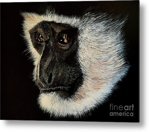  Metal Print featuring the painting Colobus Monkey Acrylic Painting on A3 black art card by Moospeed Art