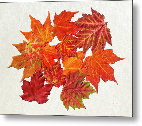 Colorful Metal Print featuring the mixed media Colorful Maple Leaves by Christina Rollo
